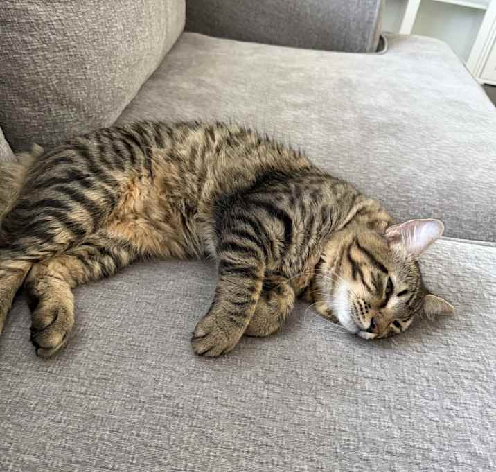 Photo of Rocky