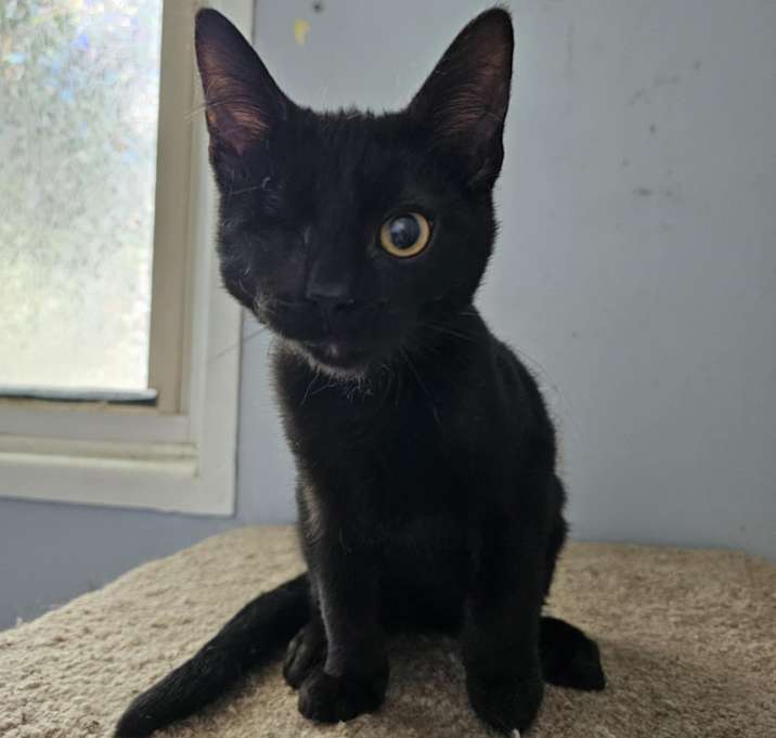 Photo of Chestnut 