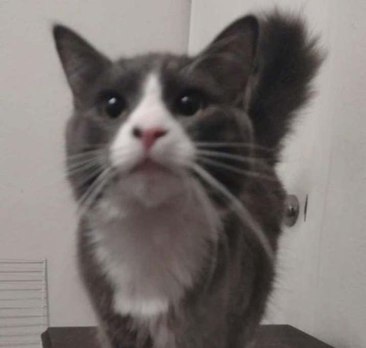 Photo of Gordy