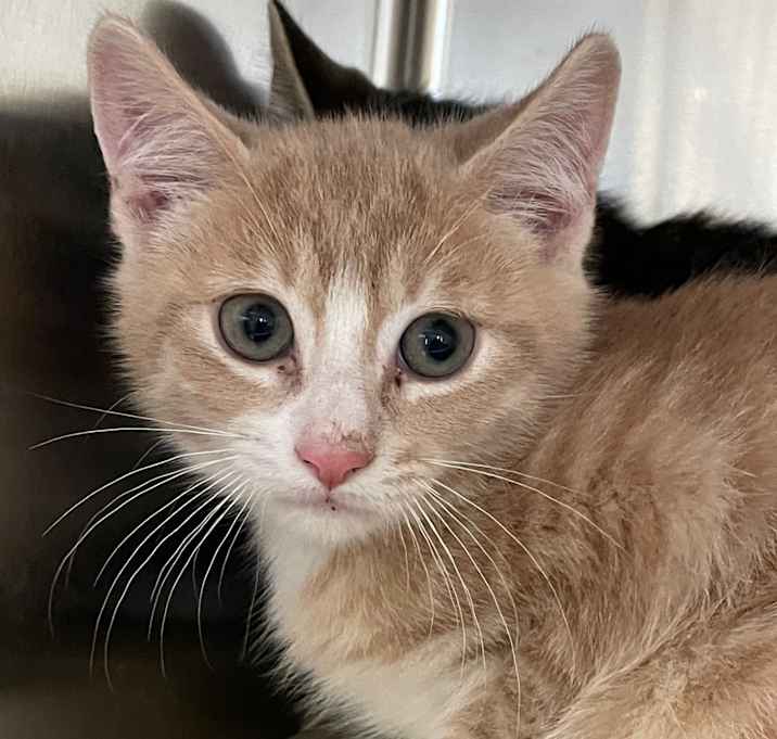 Photo of Tiny (with sibling)
