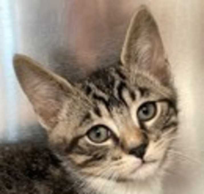 Photo of Tiger (with sibling)