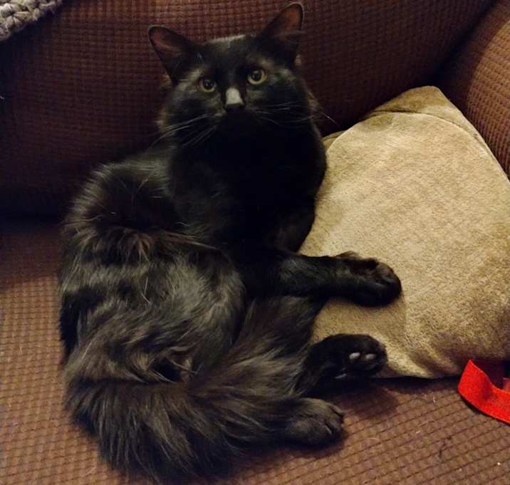 Photo of Sid
