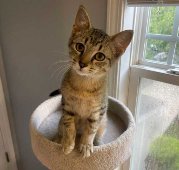 Photo of Dobby