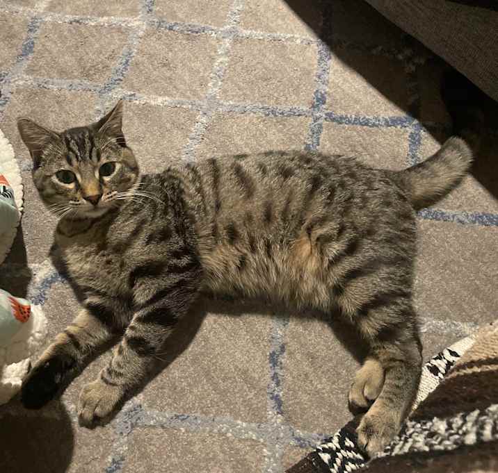 Photo of Goose