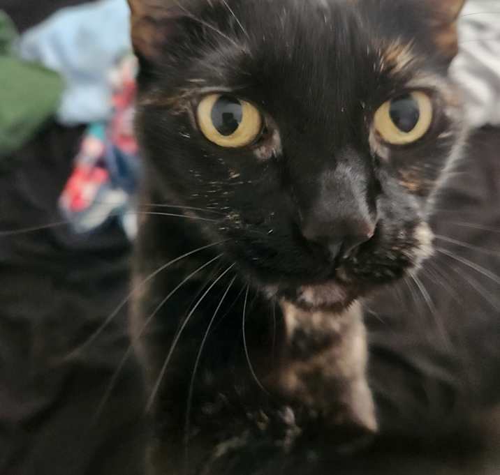 Photo of Reeses