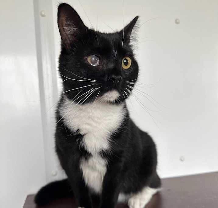 Photo of Coraline