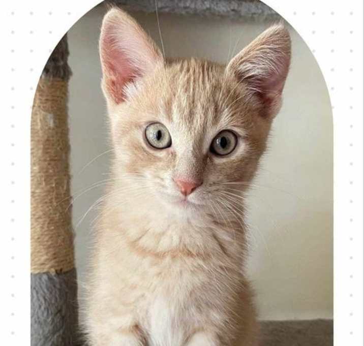 Photo of Finn