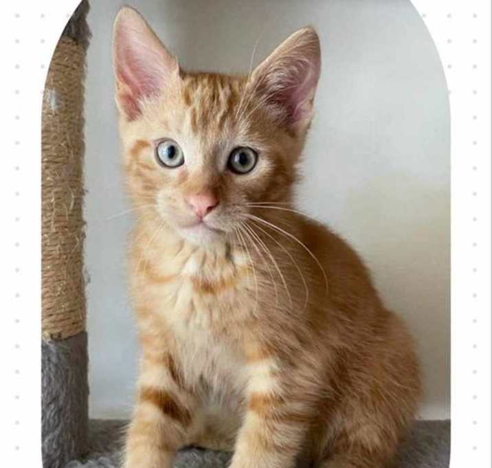 Photo of Auggie