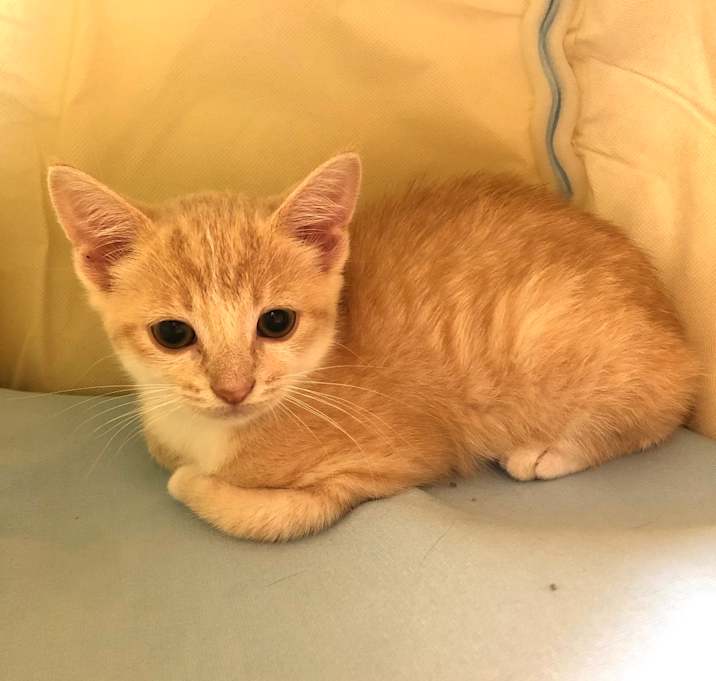 Photo of Flame