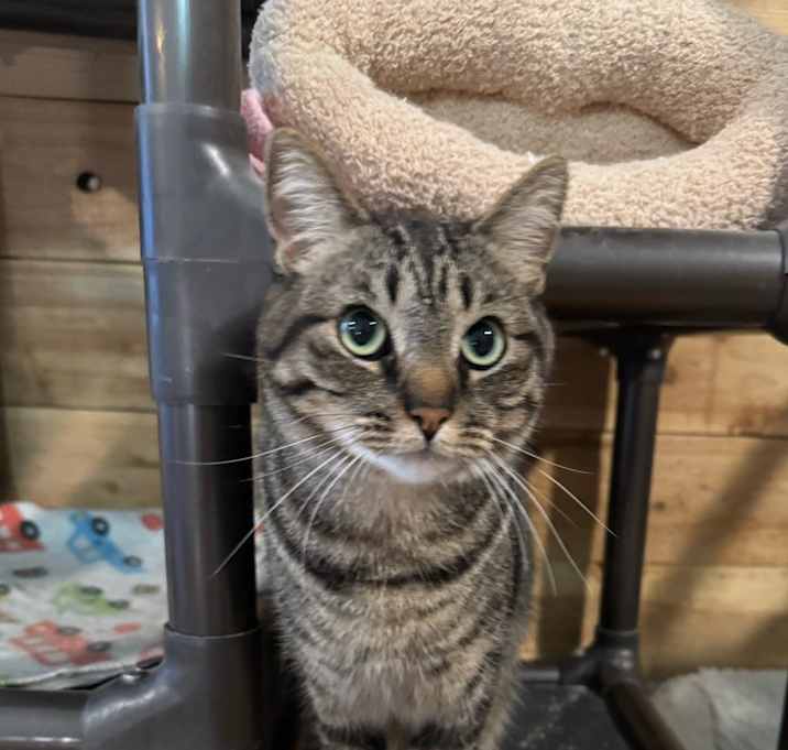 Photo of Shadow