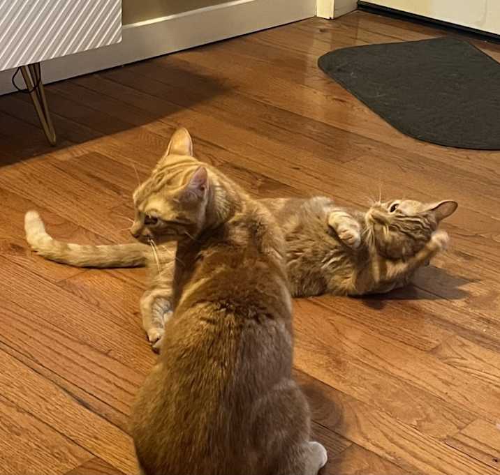 Photo of Nala/Luna