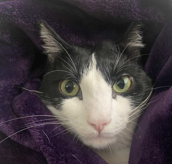 Photo of Pepper