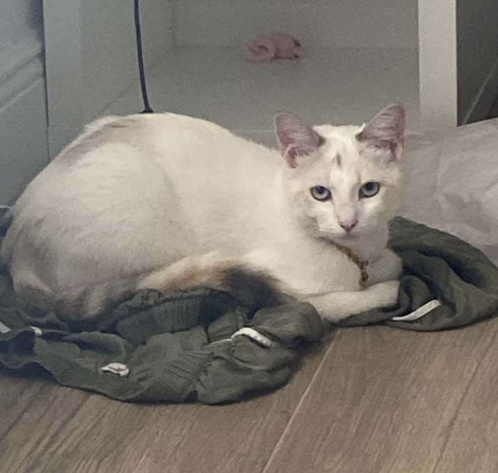 Photo of Wisp