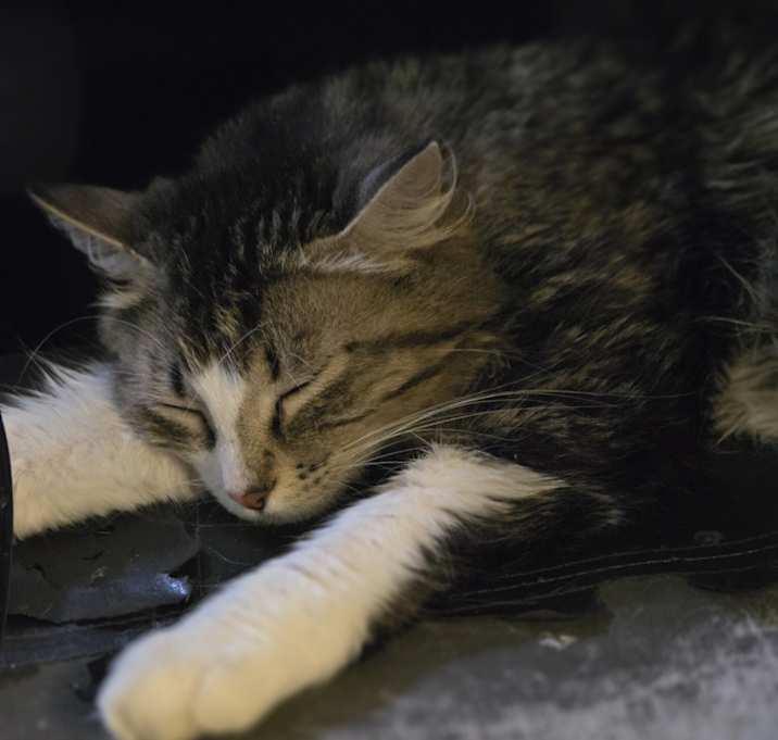 Photo of Chai