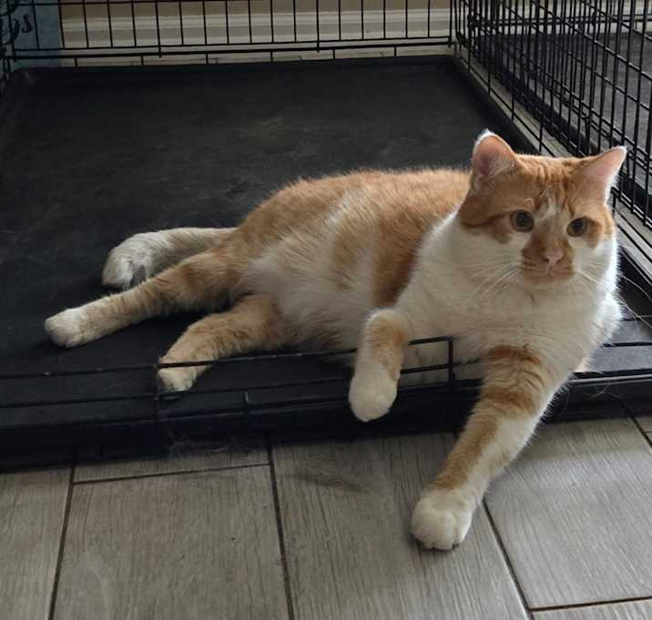 Photo of Henry