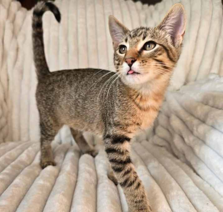 Photo of Cosmo