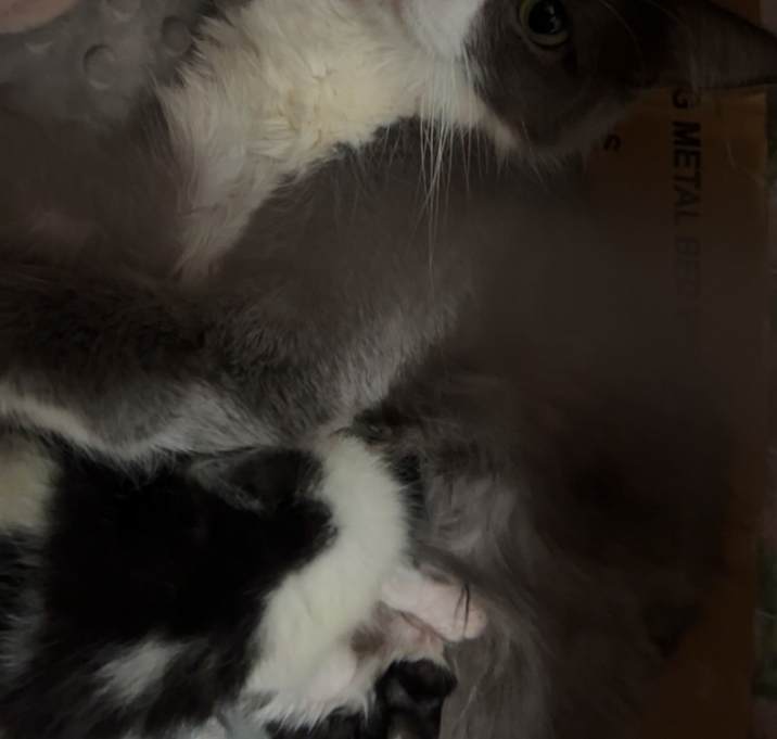 Photo of Willow