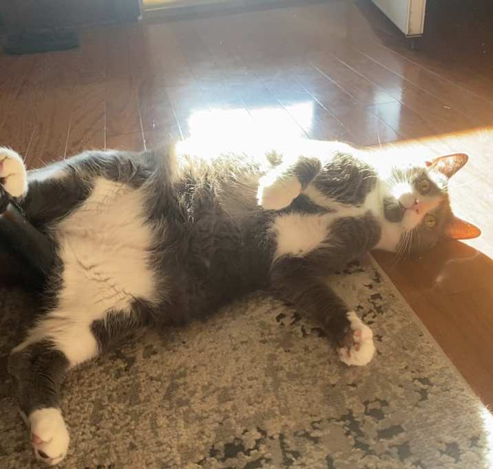 Photo of Goose