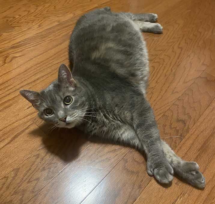 Photo of Pissa