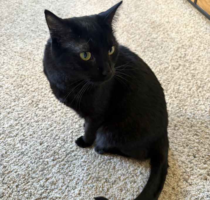 Photo of Loki