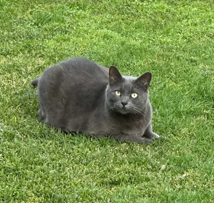 Photo of Milo