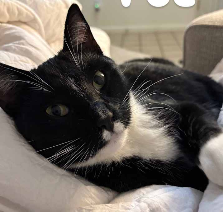 Photo of Poe