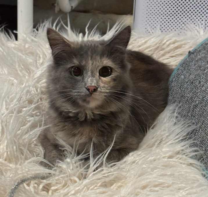 Photo of Piper