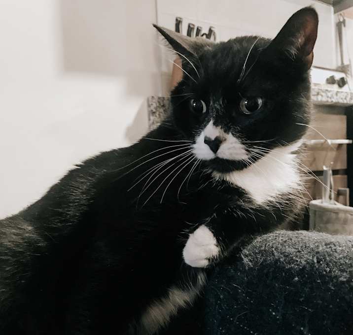 Photo of Bagheera “B”