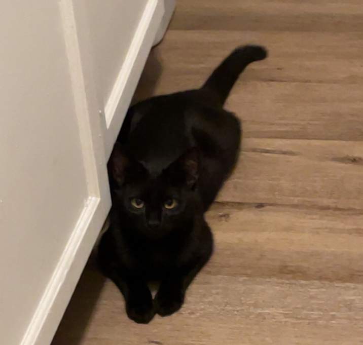 Photo of Inky