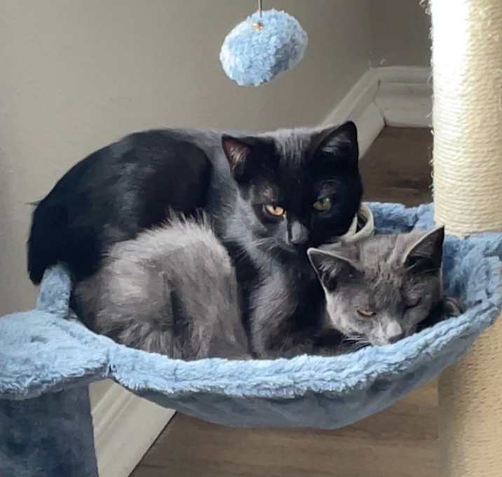 Photo of Mew