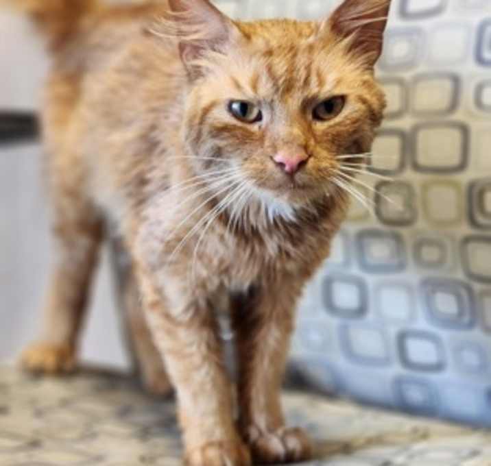 Photo of Boxcar