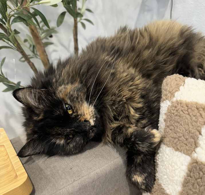 Photo of Luna