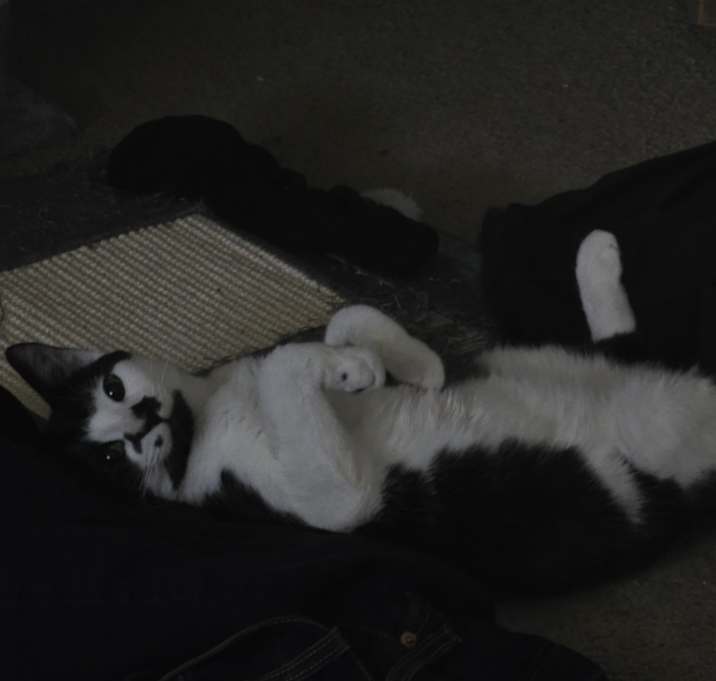 Photo of Milo