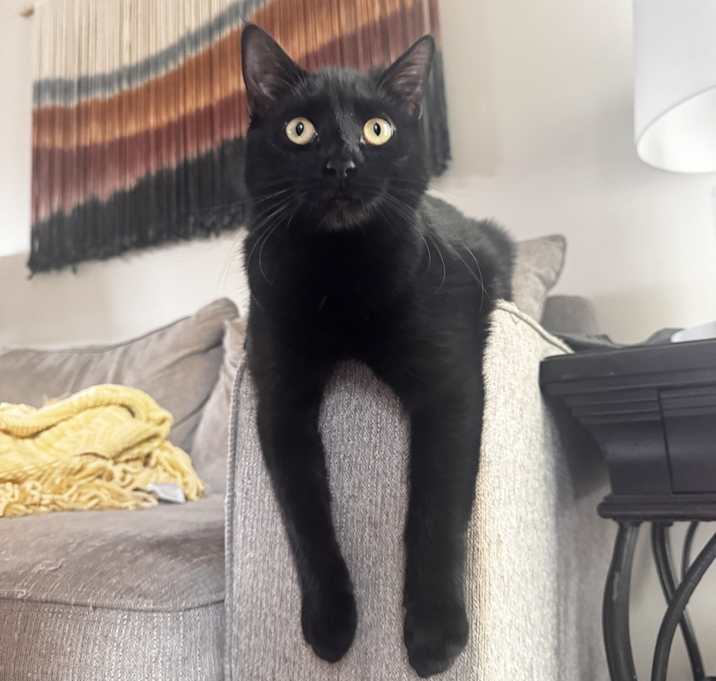 Photo of Binx