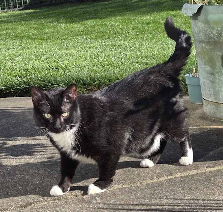 Photo of Midna