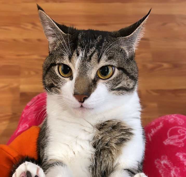 Photo of Curi