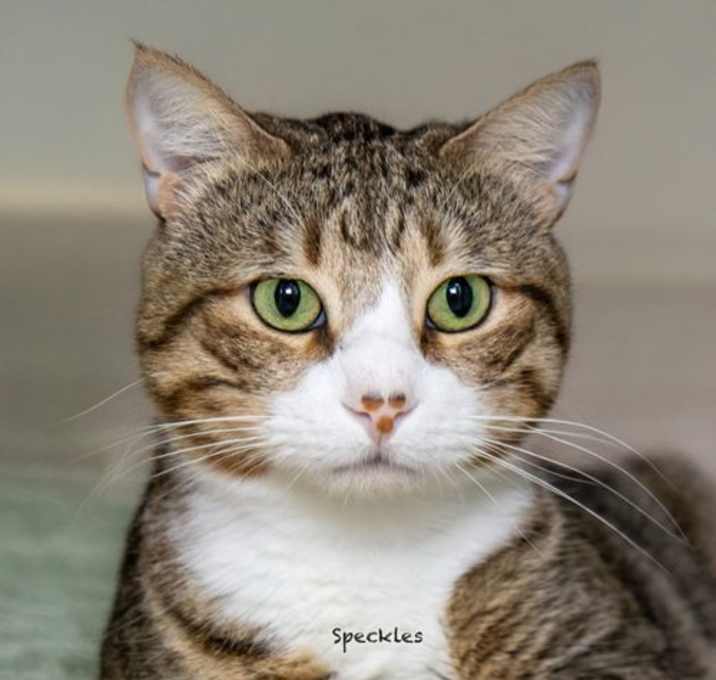 Photo of Speckles