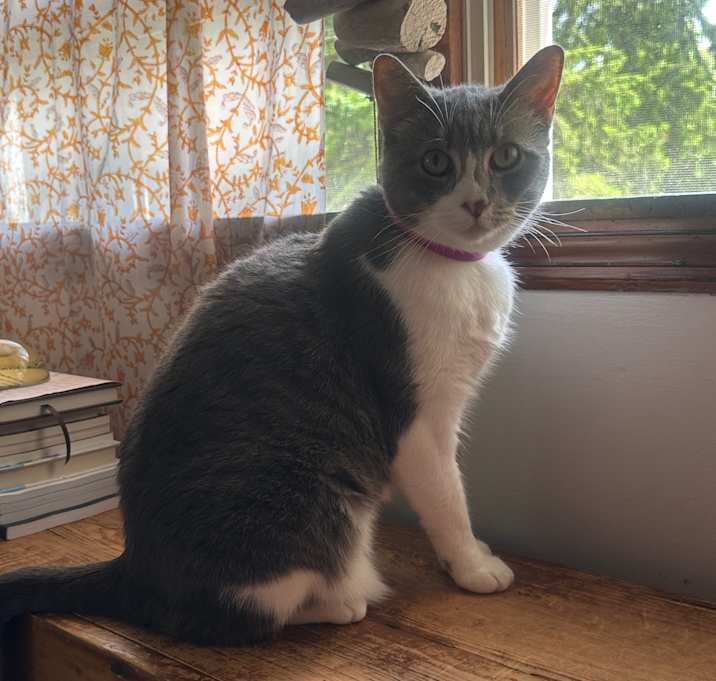 Photo of Miss Kitty