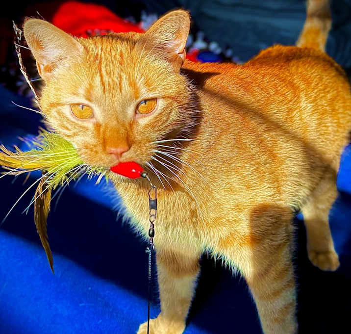 Photo of Louie