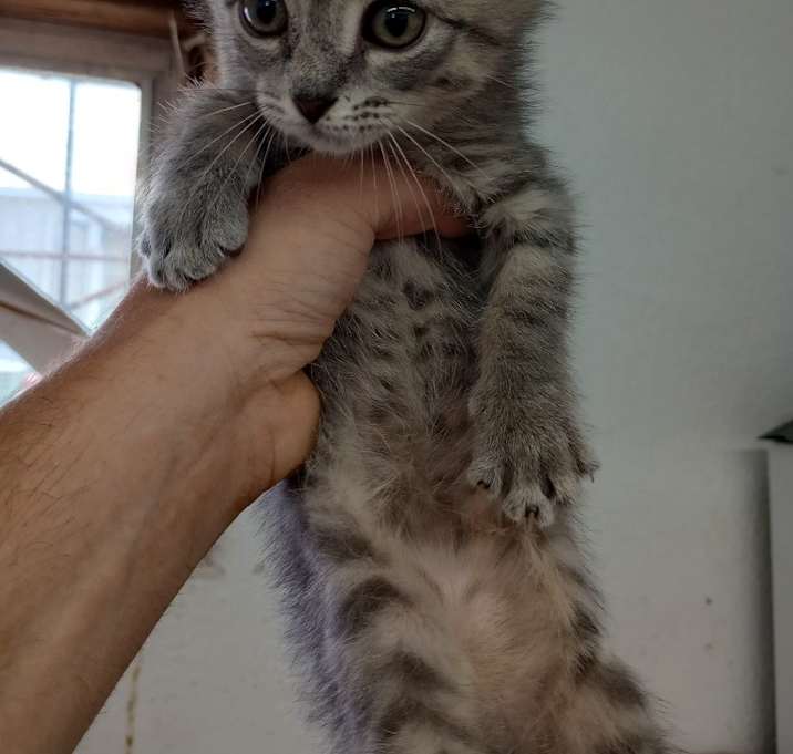 Photo of Hickory