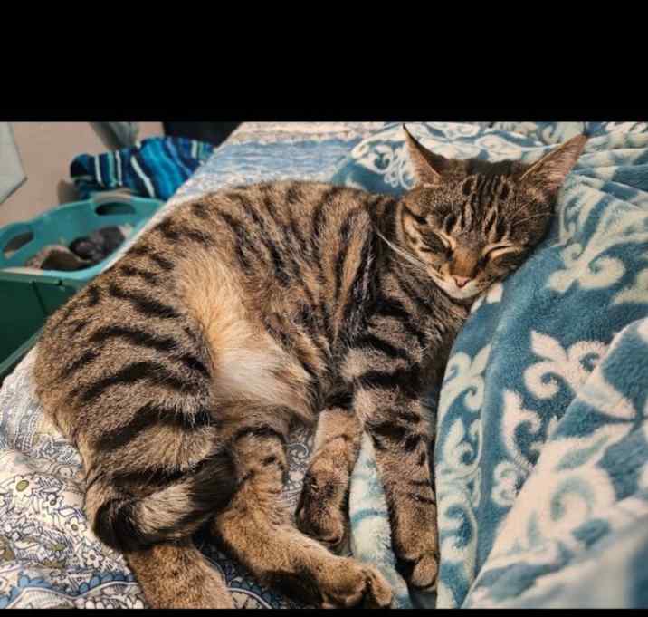 Photo of Lynx