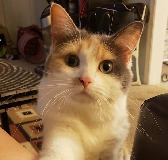 Photo of Sweetface