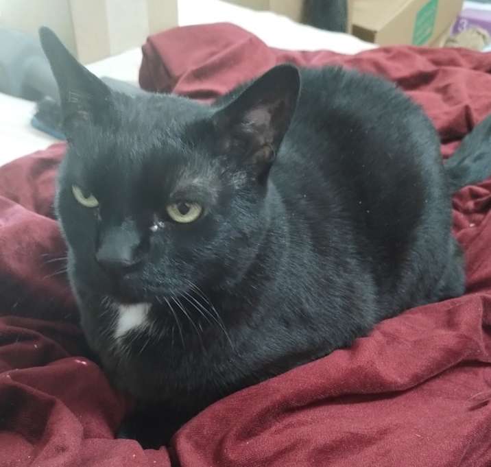 Photo of Indie