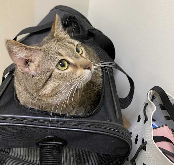 Photo of Nova