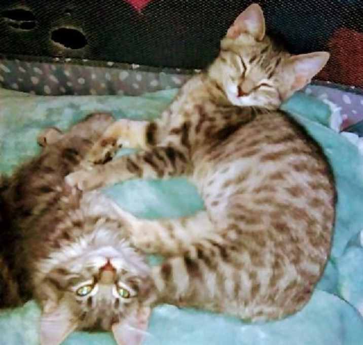 Photo of Darby & Luni - Dynamic Duo