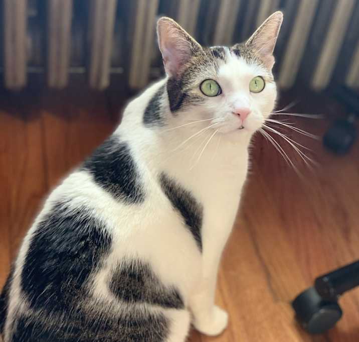 Photo of Zephyr