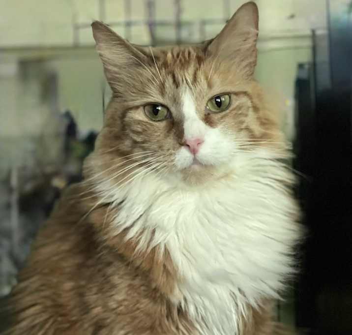 Photo of Goldie