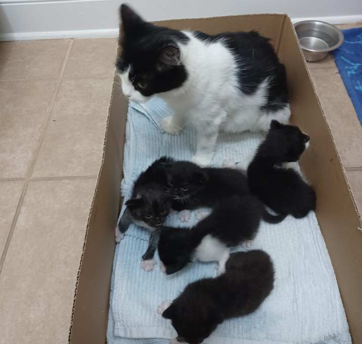 Photo of Kitten 1