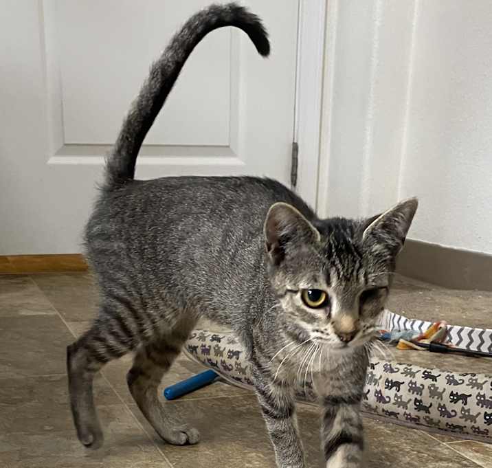 Photo of Dagwood