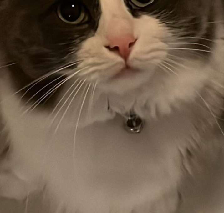 Photo of Gonzo